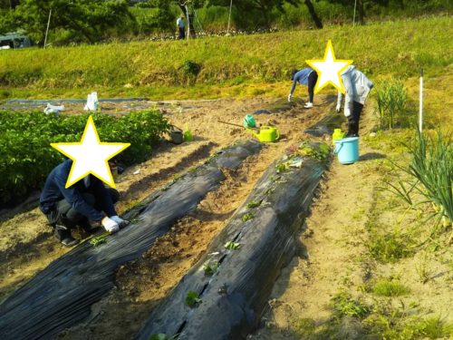 学園畑　～さつまいも苗８０本植える～